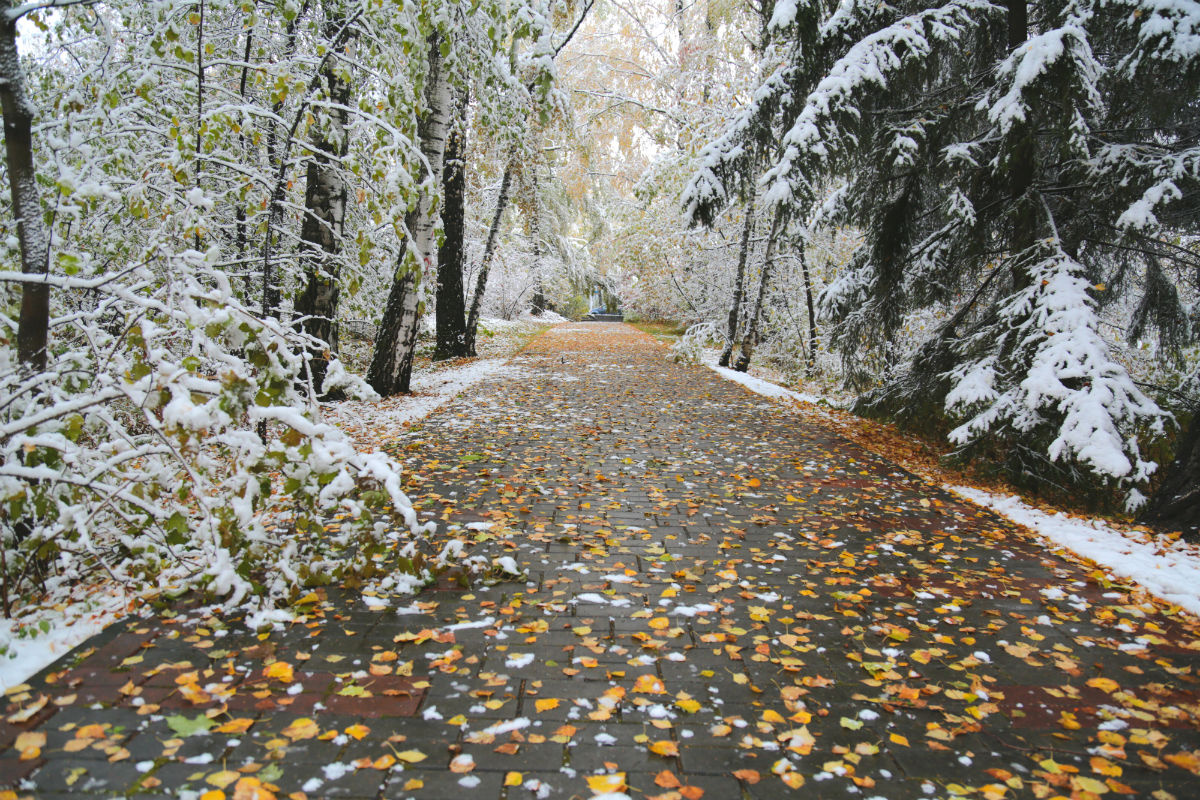*** осень первый снег желтая листва