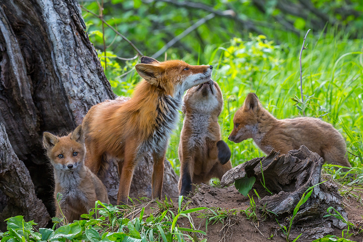 Лисье семейство камчатка лиса природа путешествие лето фототур