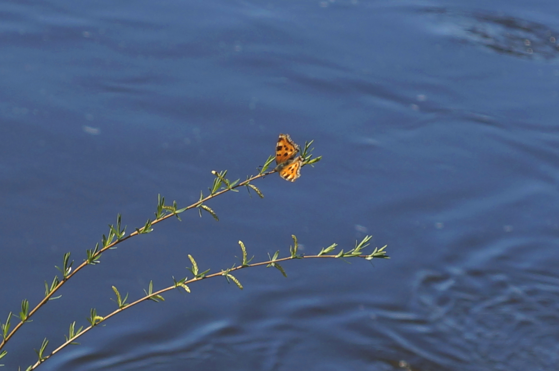 Бабочка бабочка верба ветка вода река