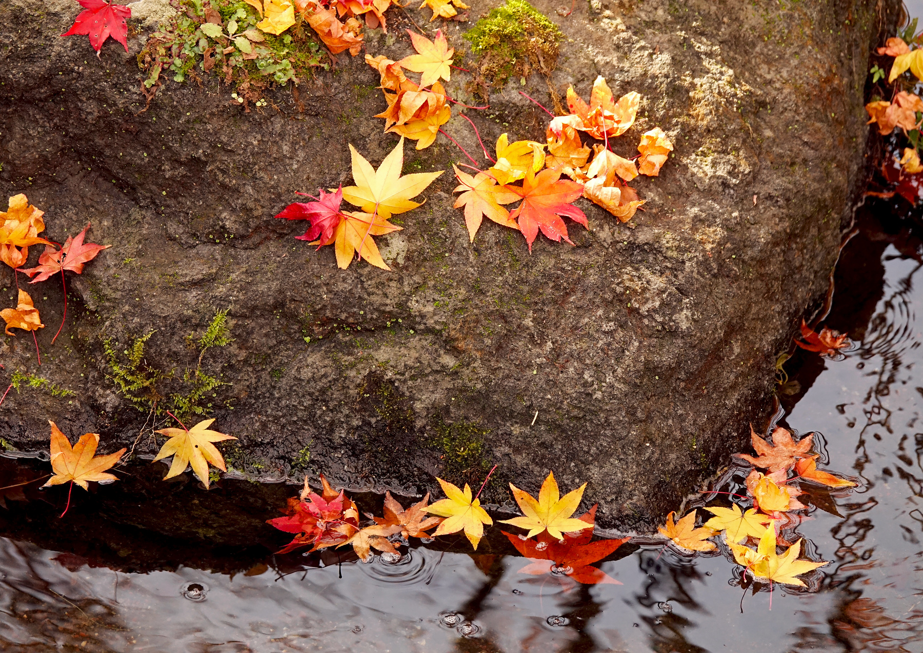 Осенний этюд ручей листья осенние