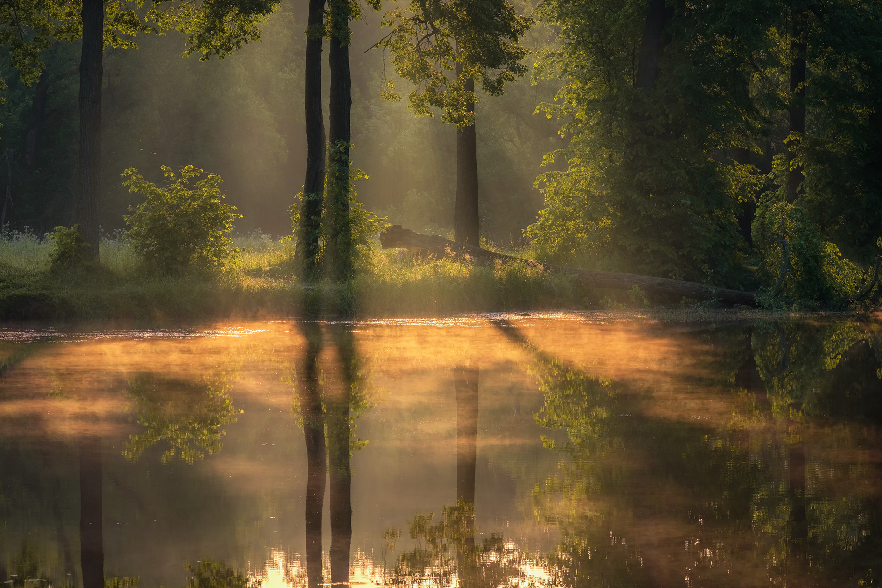 Солнце встало середниково барский пруд рассвет туман вода деревья лето солнце лучи