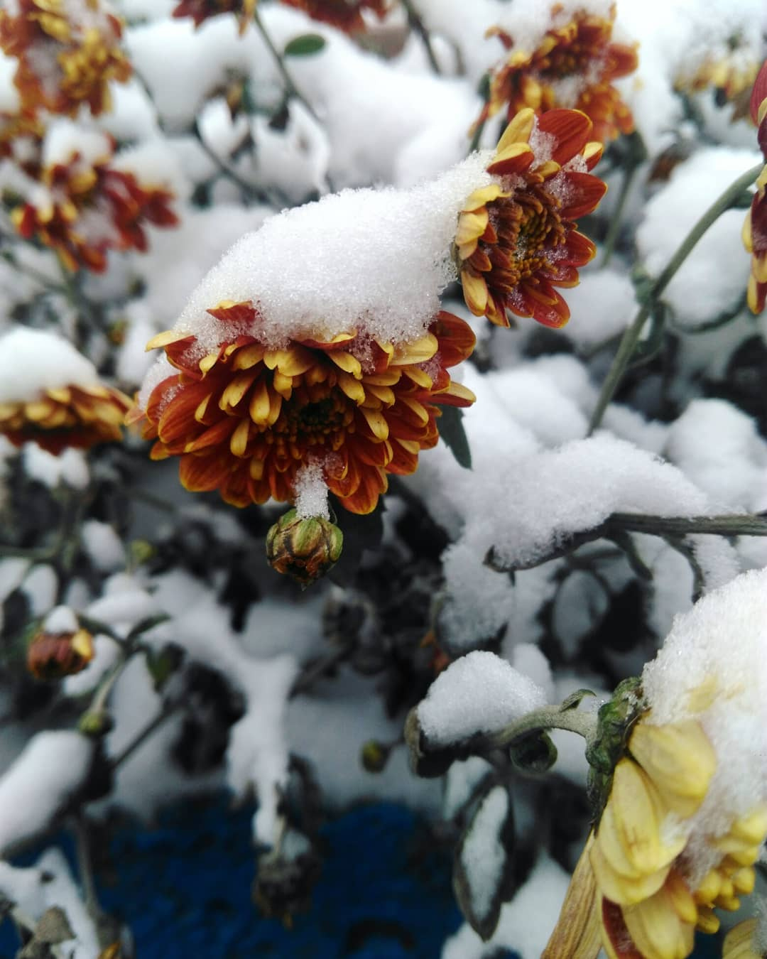 Под снегом первый снег цветы под снегом