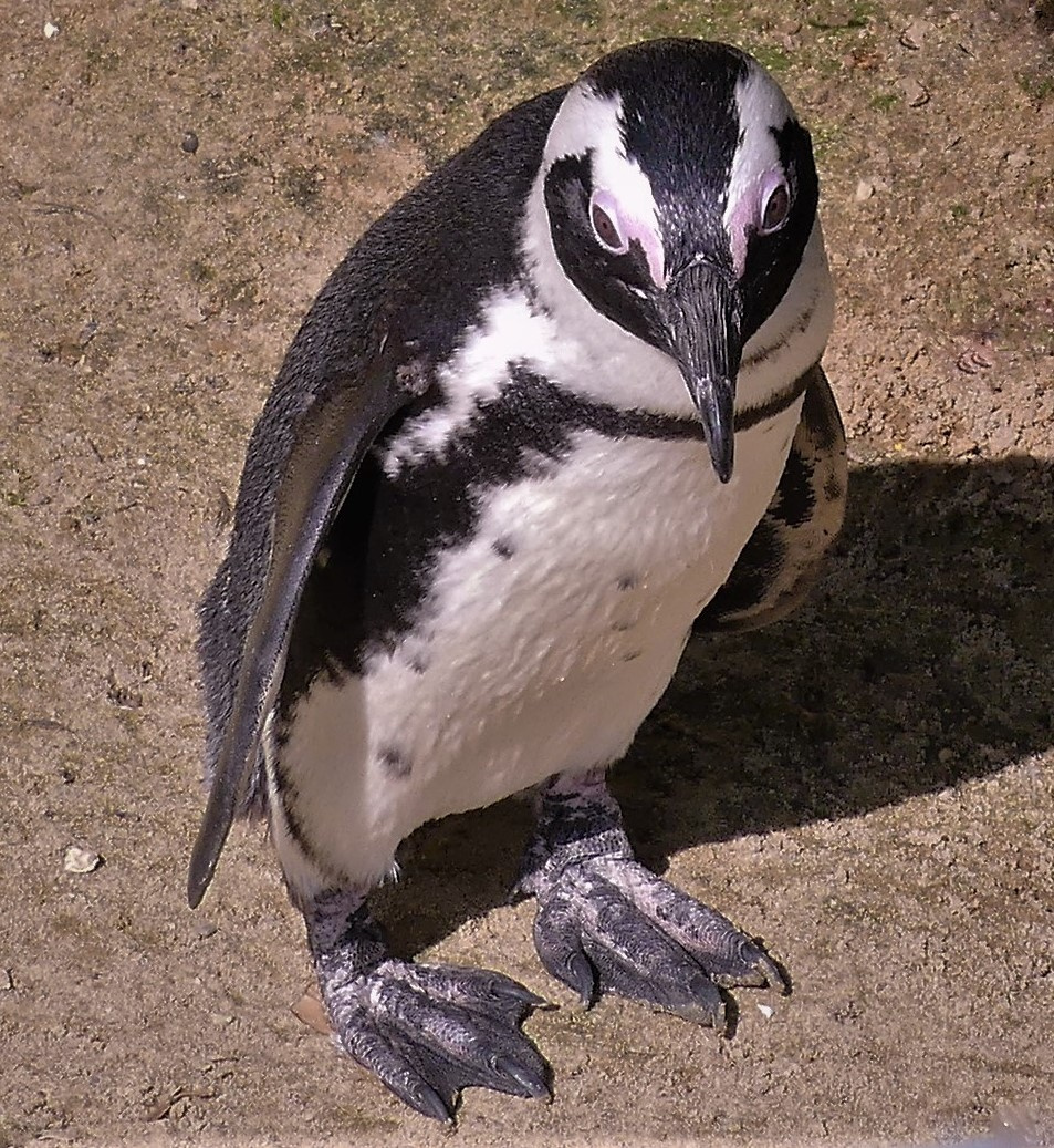 Любопытный Пингвин