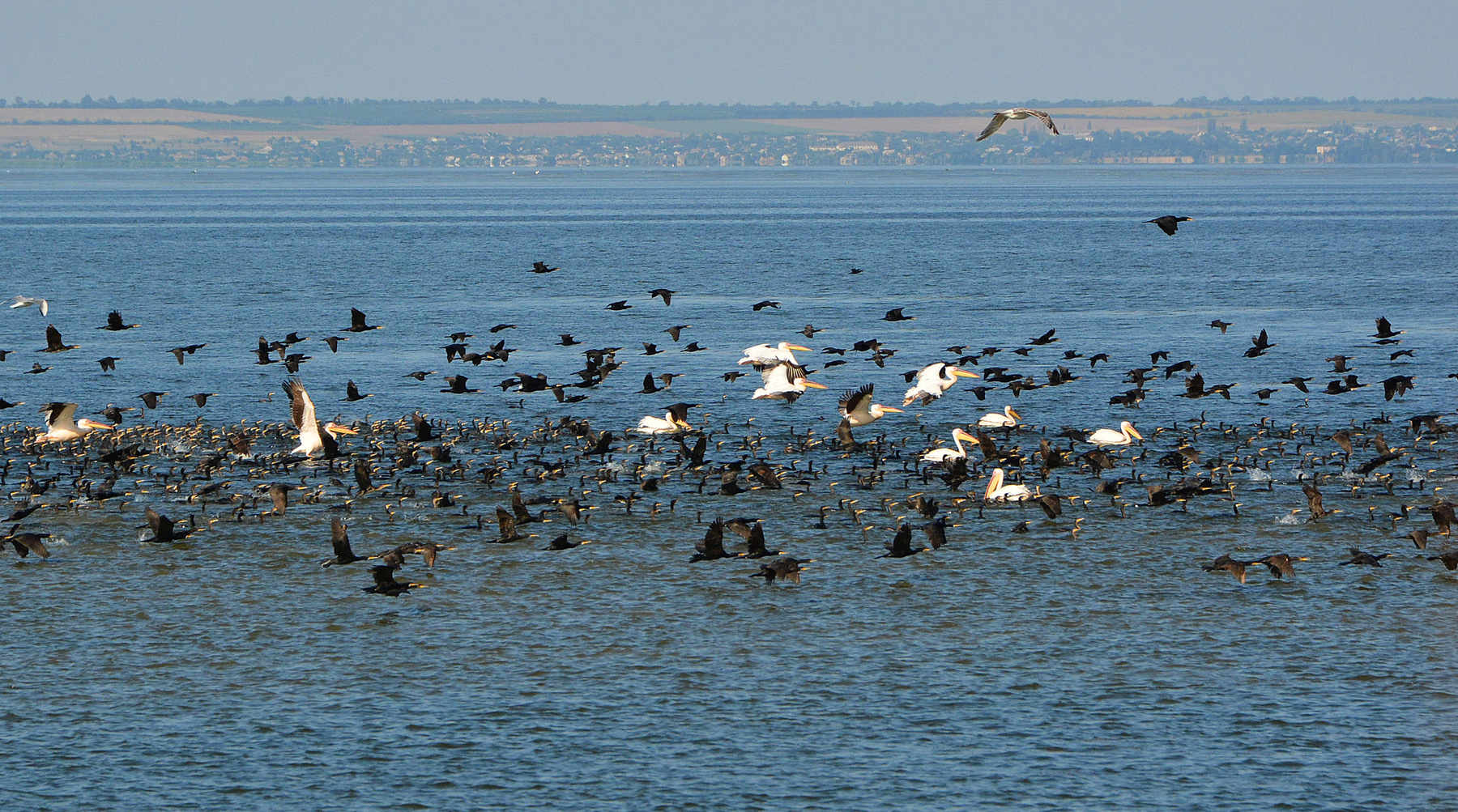 На Днестровском лимане природа птицы бакланы пеликаны стая лиман вода Днестровский интересно необычно
