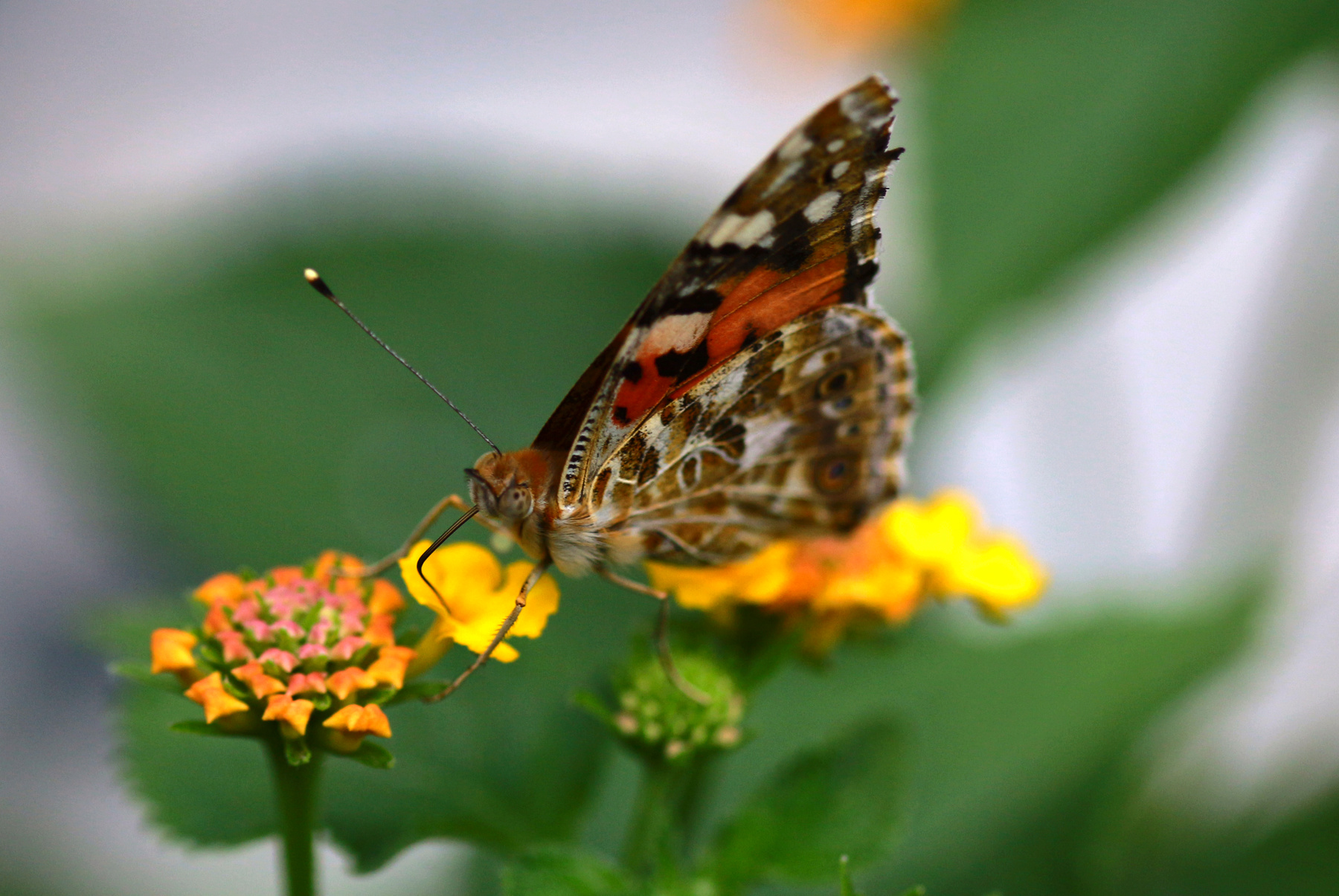 *** бабочка butterfly papillon fjäril kikilips vlinder mariposa