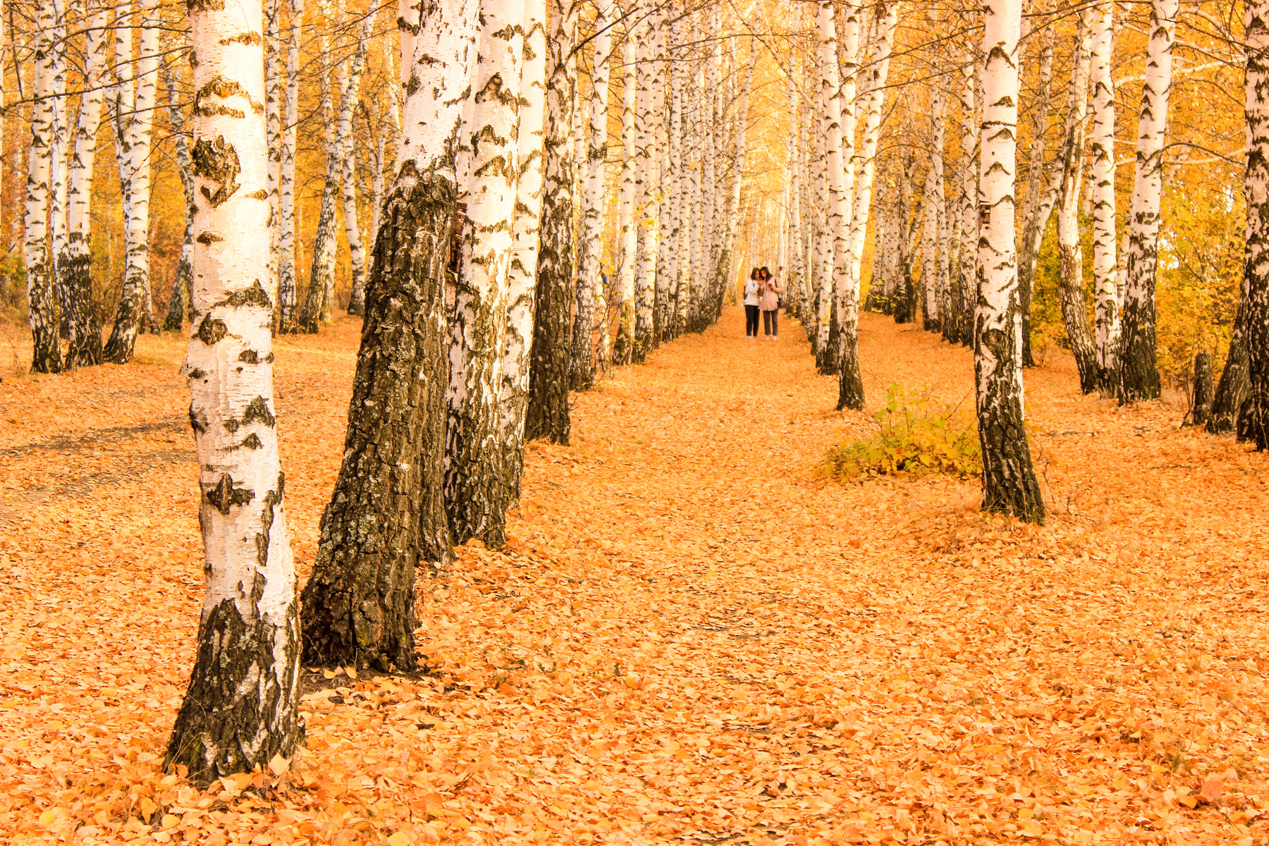 Прогулки по золотому ковру октября. Саратов природный парк природа Пейзаж осень октябрь листопад лес Кумысная поляна золотая березы березовая роща