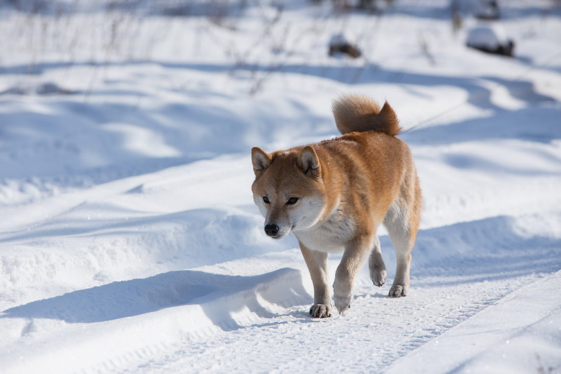 И вот иду я по дороге сиба-ину собаки зима отдых шиба-ину лес дорога