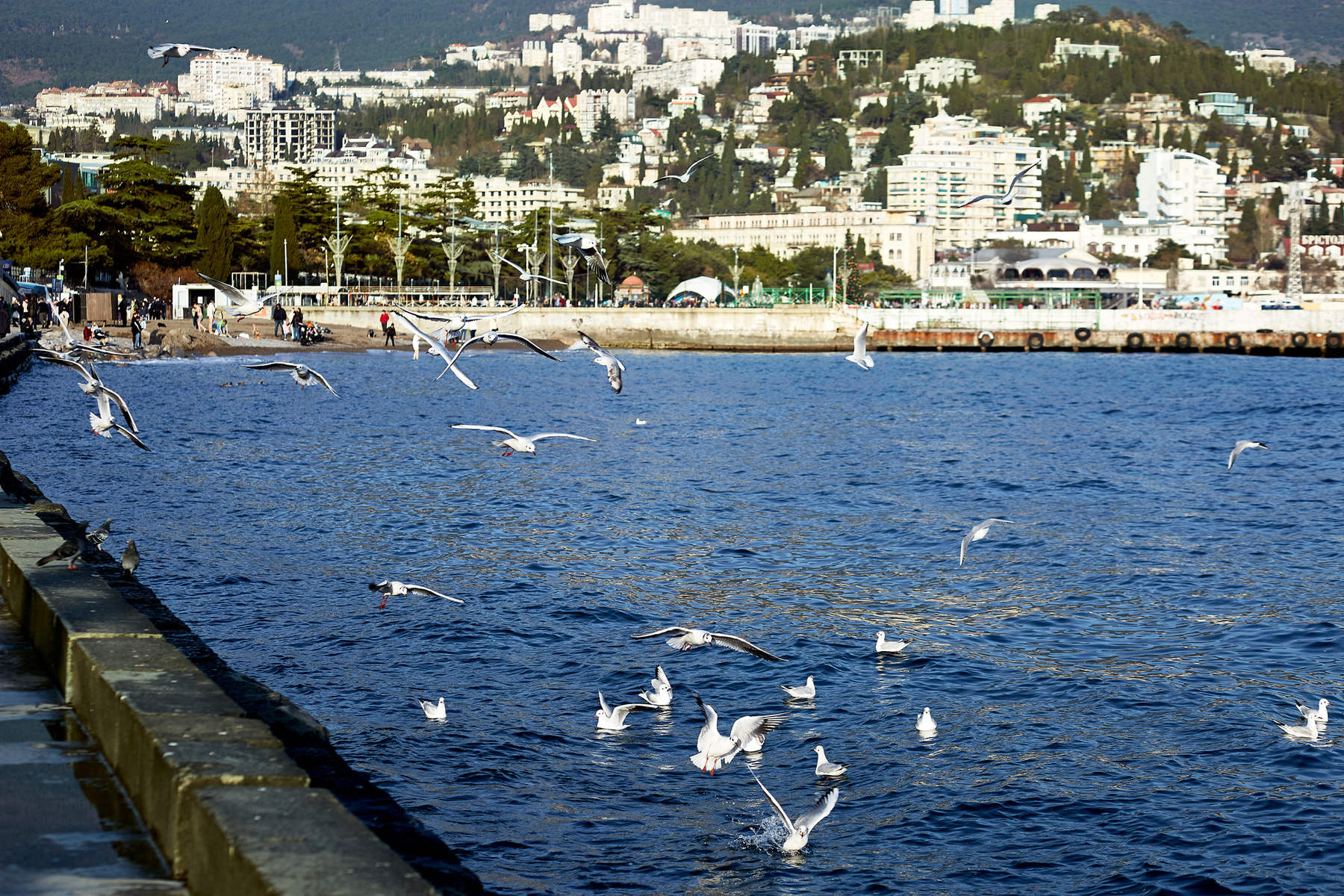 Море градус ялта. Ялта. Набережная. Ялта набережная фото с дрона.