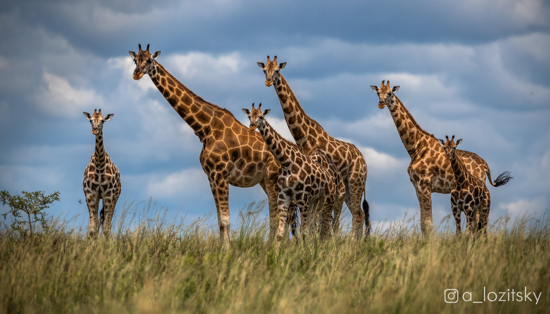 Любопытные жирафики, Уганда 