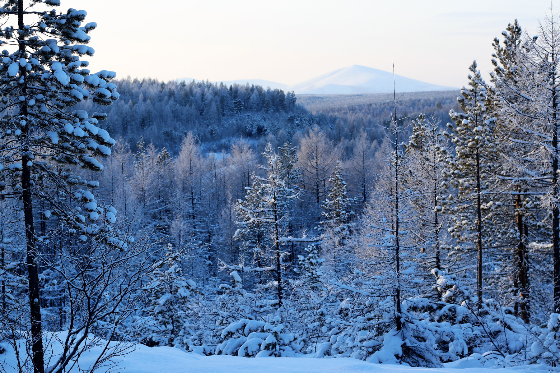 зимний пейзаж природа зима лес снег