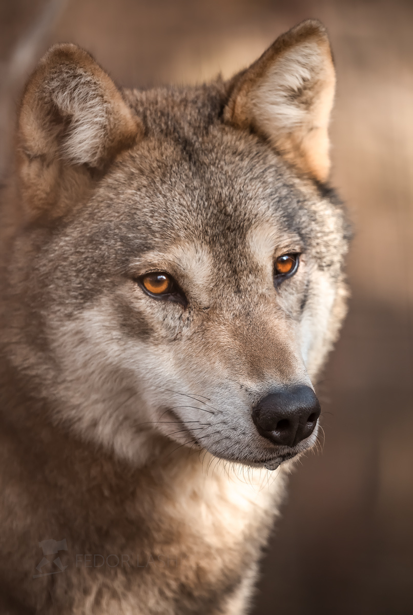 Волчица Кавказ животное зверь волк волчица портрет