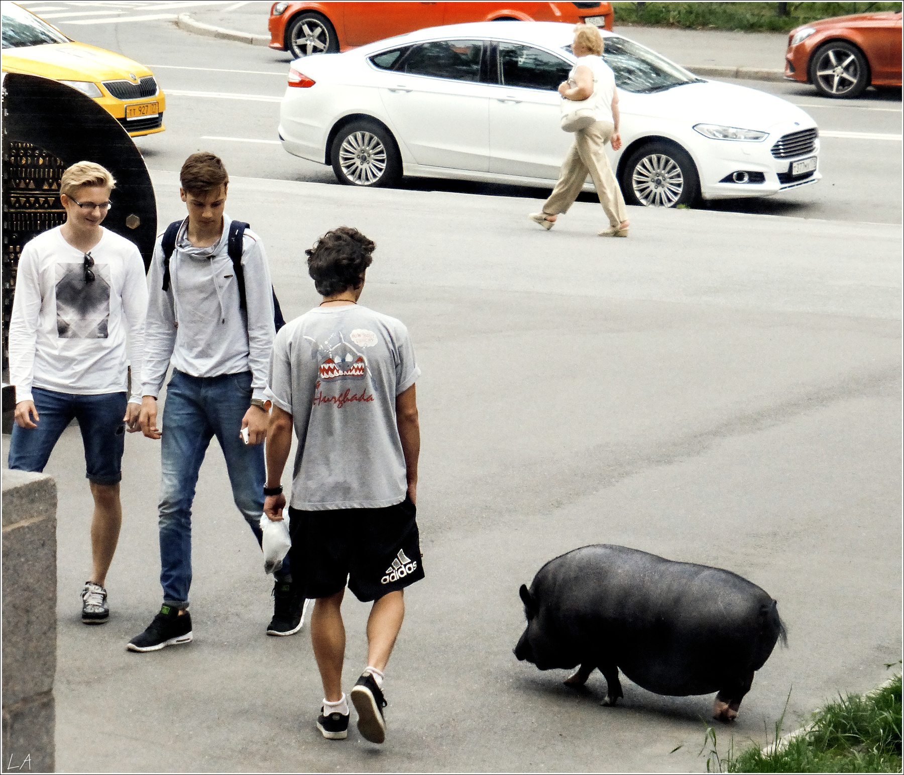 *Вышла свинка погулять...* фотография путешествие Санкт-Петербург животные свинья улица лето Фото.Сайт Светлана Мамакина Lihgra Adventure