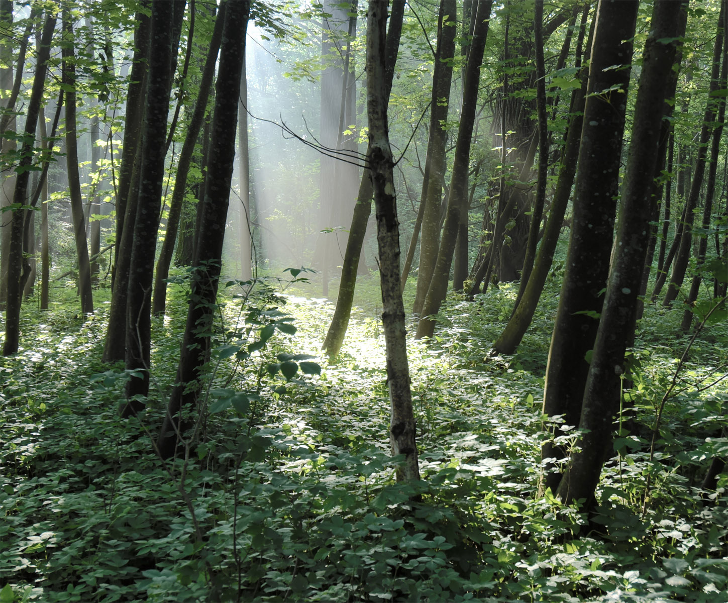 Утро в каком-то лесу утро свет лес