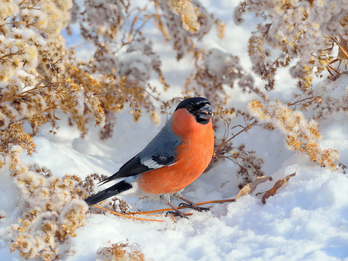 Краски зимнего луга. природа птицы фотоохота снегирь