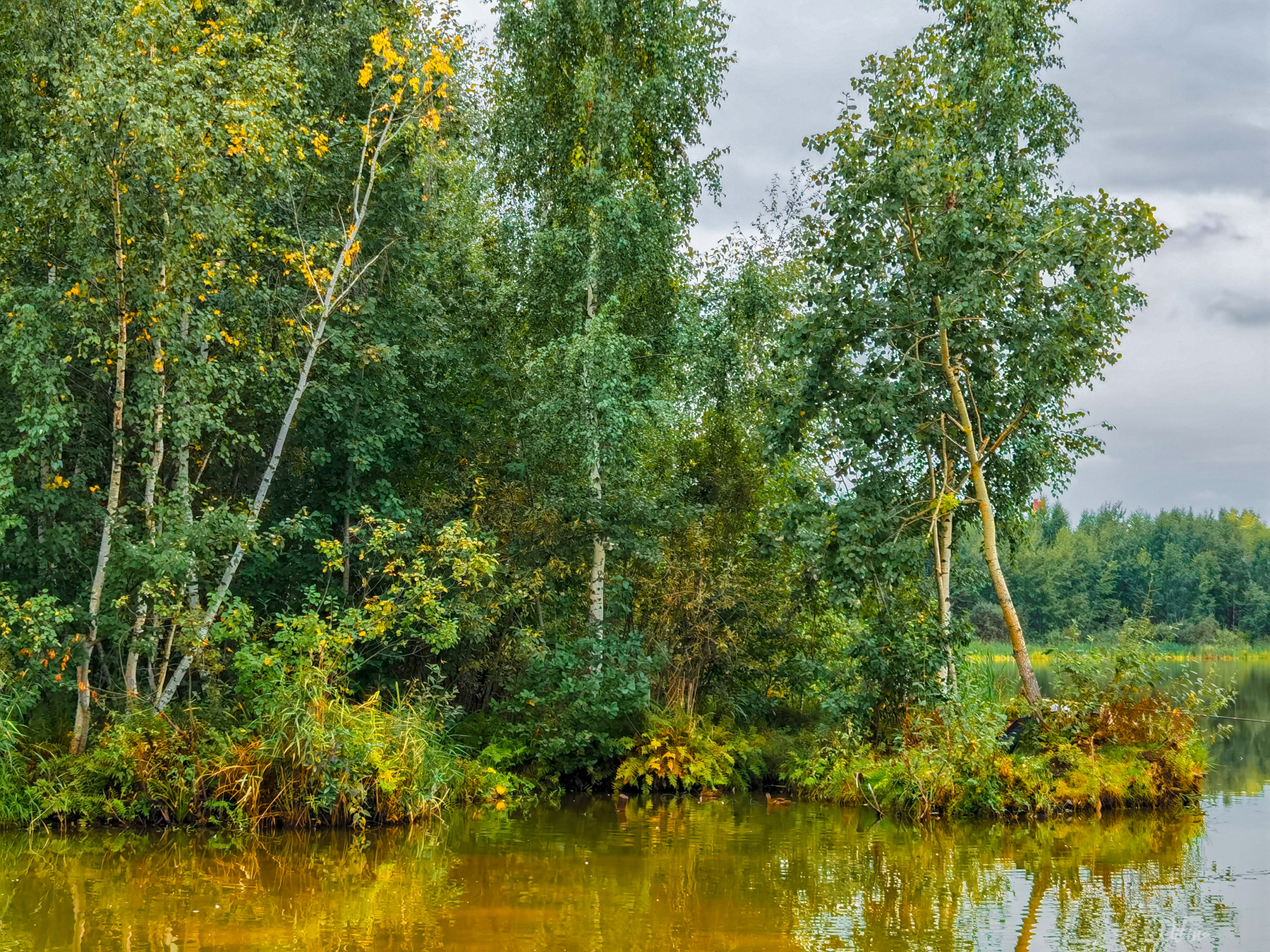 Уж осень наступила озеро березы лес рыбак удочка рыбалка берег осень папоротники