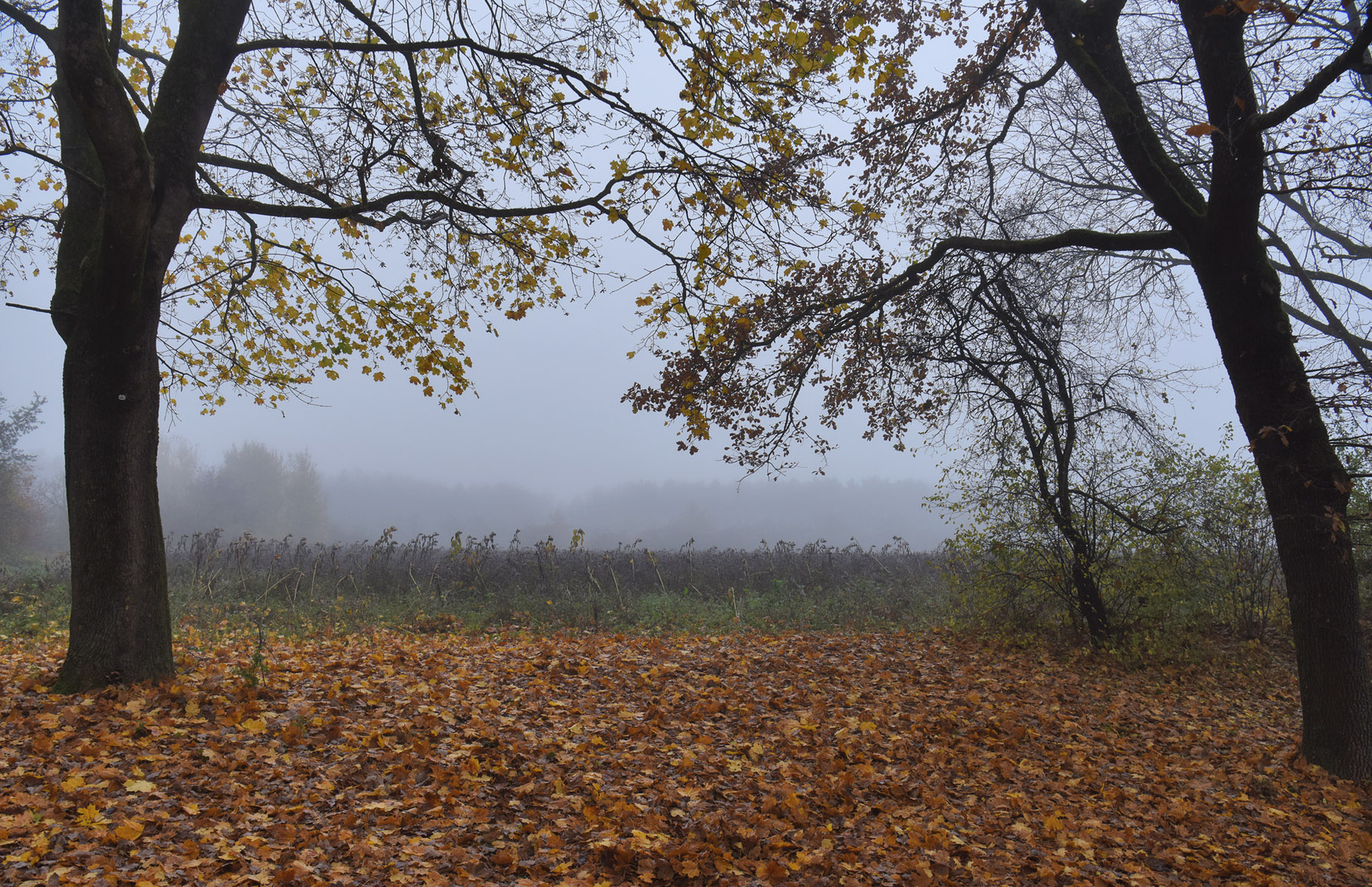 Тяготение ноябрь туман деревья