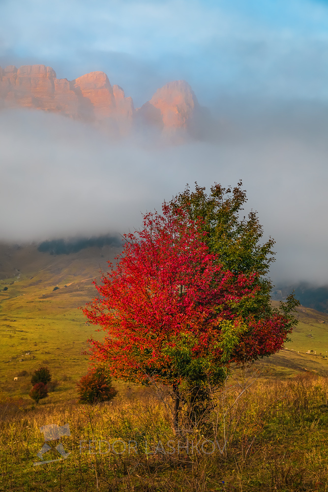 Контрасты осени Горы Кавказ Ингушетия дерево красное туман скалы осенний осенью листва