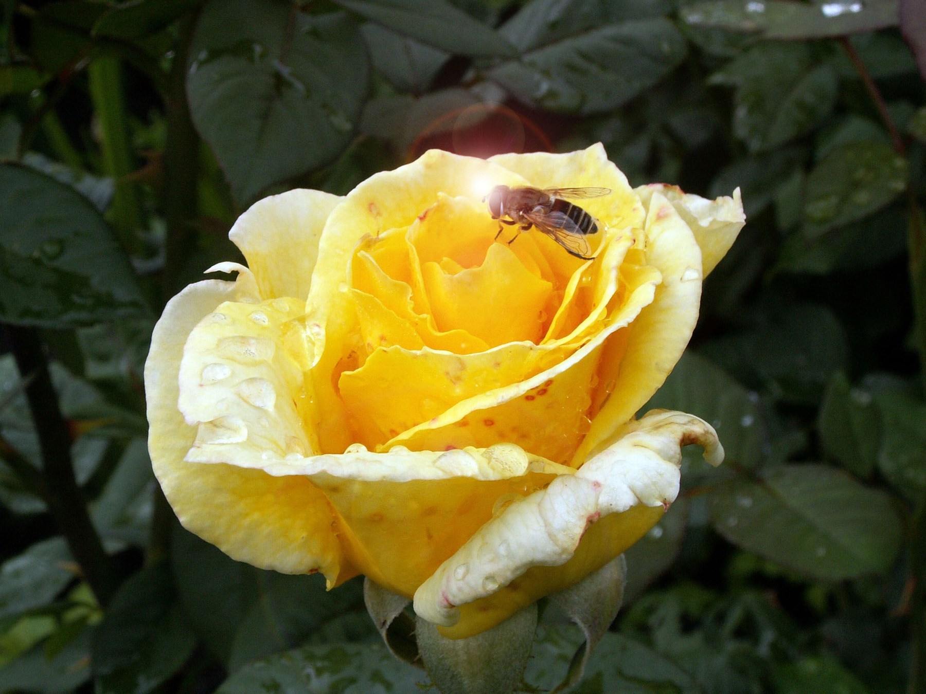 Желтая роза цветок роза пчела