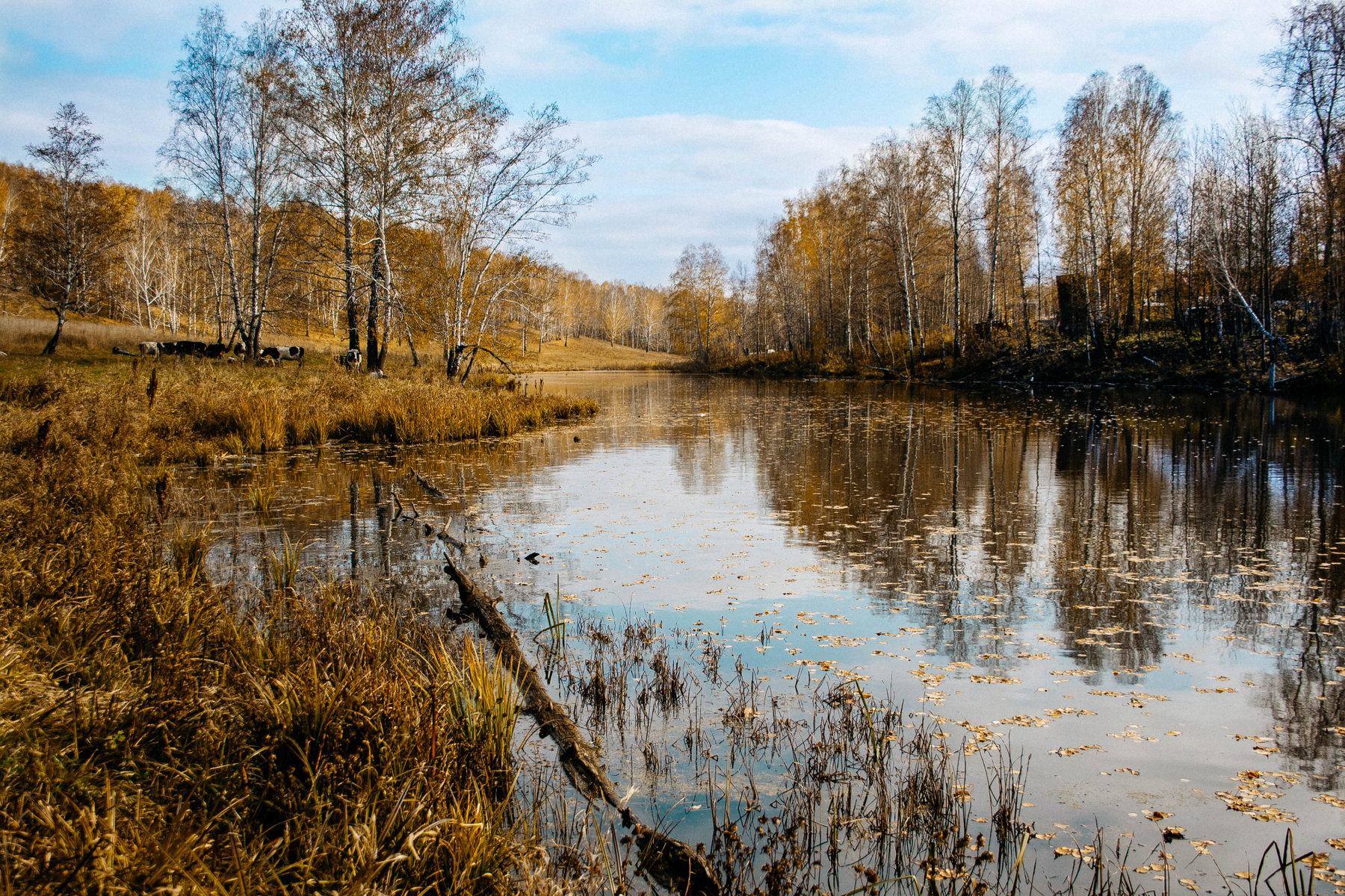 Голые женщины в осеннем лесу - photo