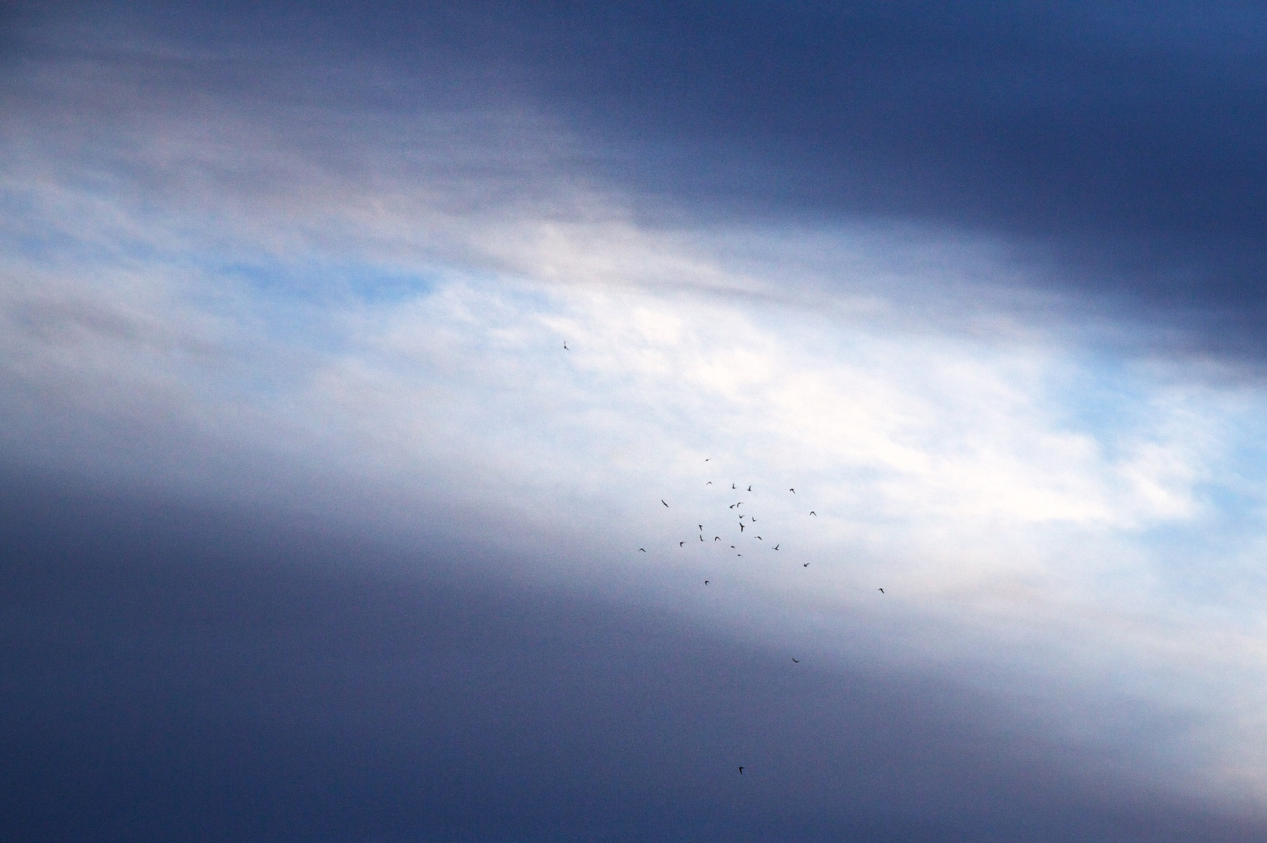 Свет для птиц перед грозой Владивосток вечер тучи птицы летят на свет