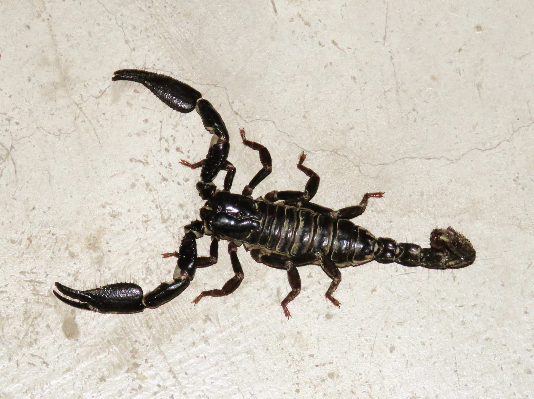 Индийский чёрный скорпион индийский черный чёрный скорпион насекомое насекомые insects predatory arachnids scorpionidae indian black scorpion heterometrus bengalensis
