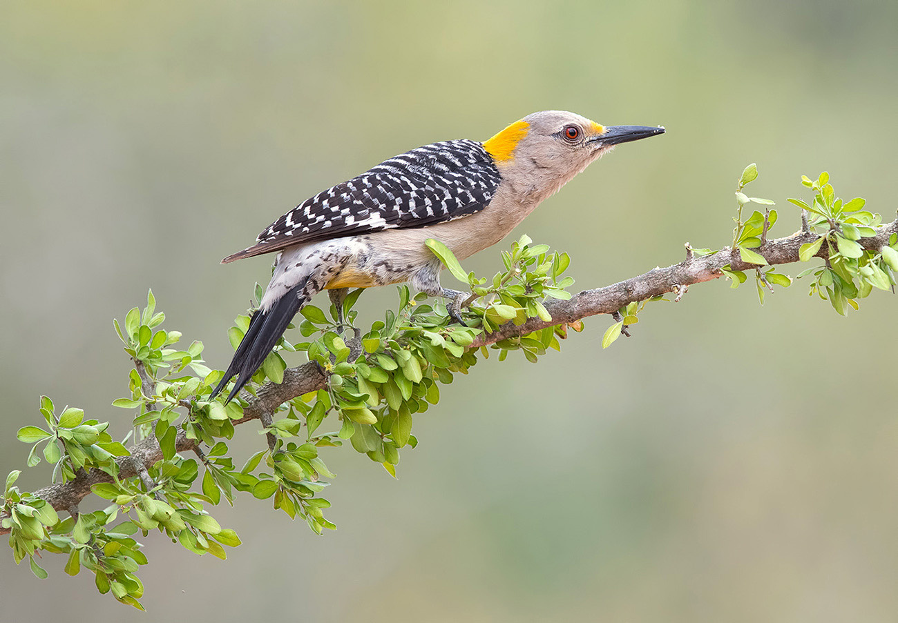 Дятел. Золотолобый меланерпес - Golden fronted Woodpecker 