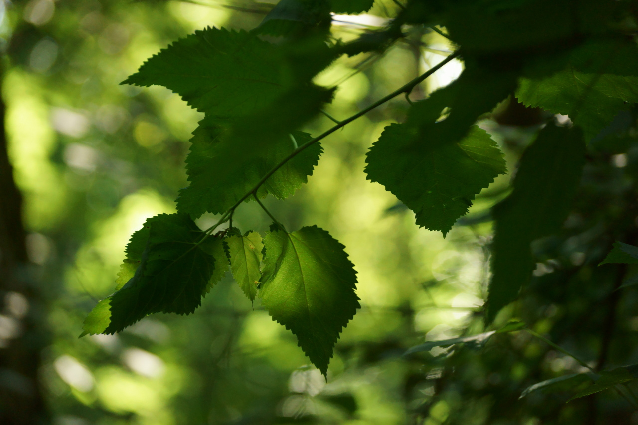 Солнечный свет в зелёных листьях 
