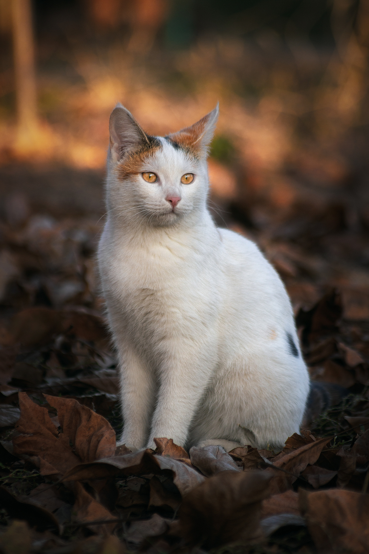 Осень в глазах. кошка глаза взгляд свет цвет портрет вечер животные фон боке листья