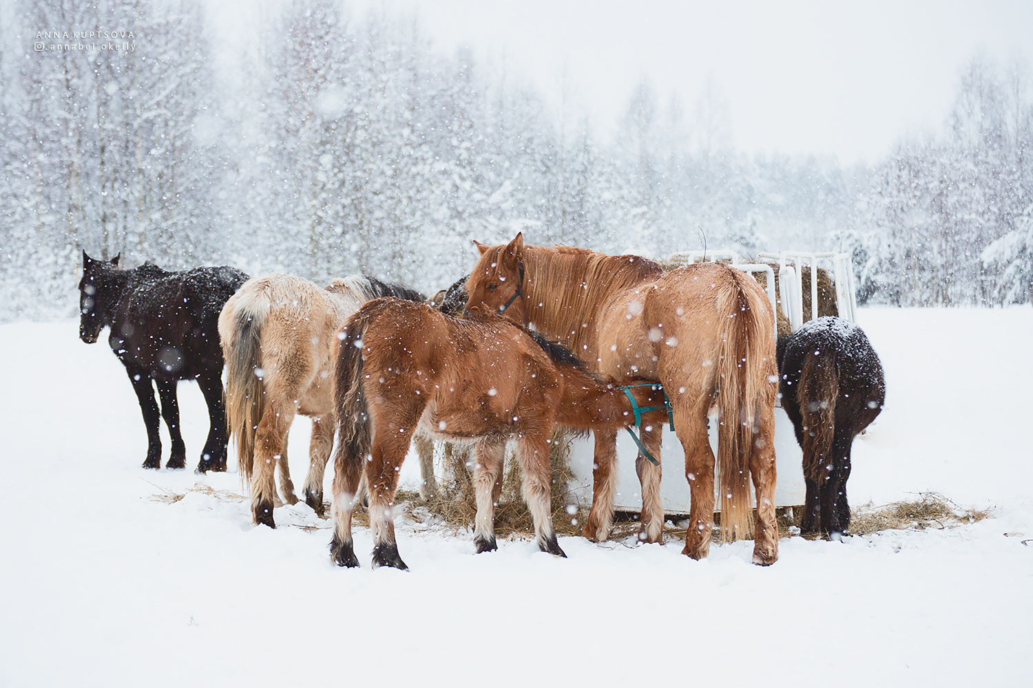 Снежное спокойствие снег лошади зима снегопад мороз деревня