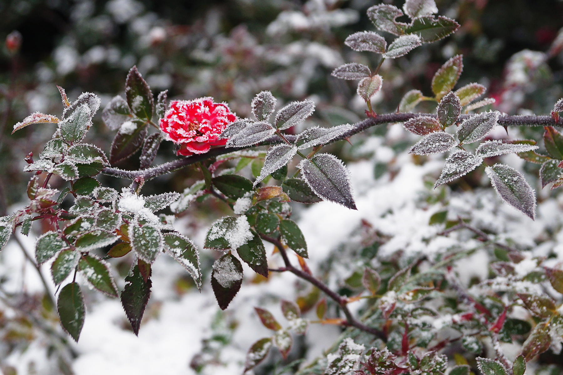 Роза от Деда Мороза Роза иней снег