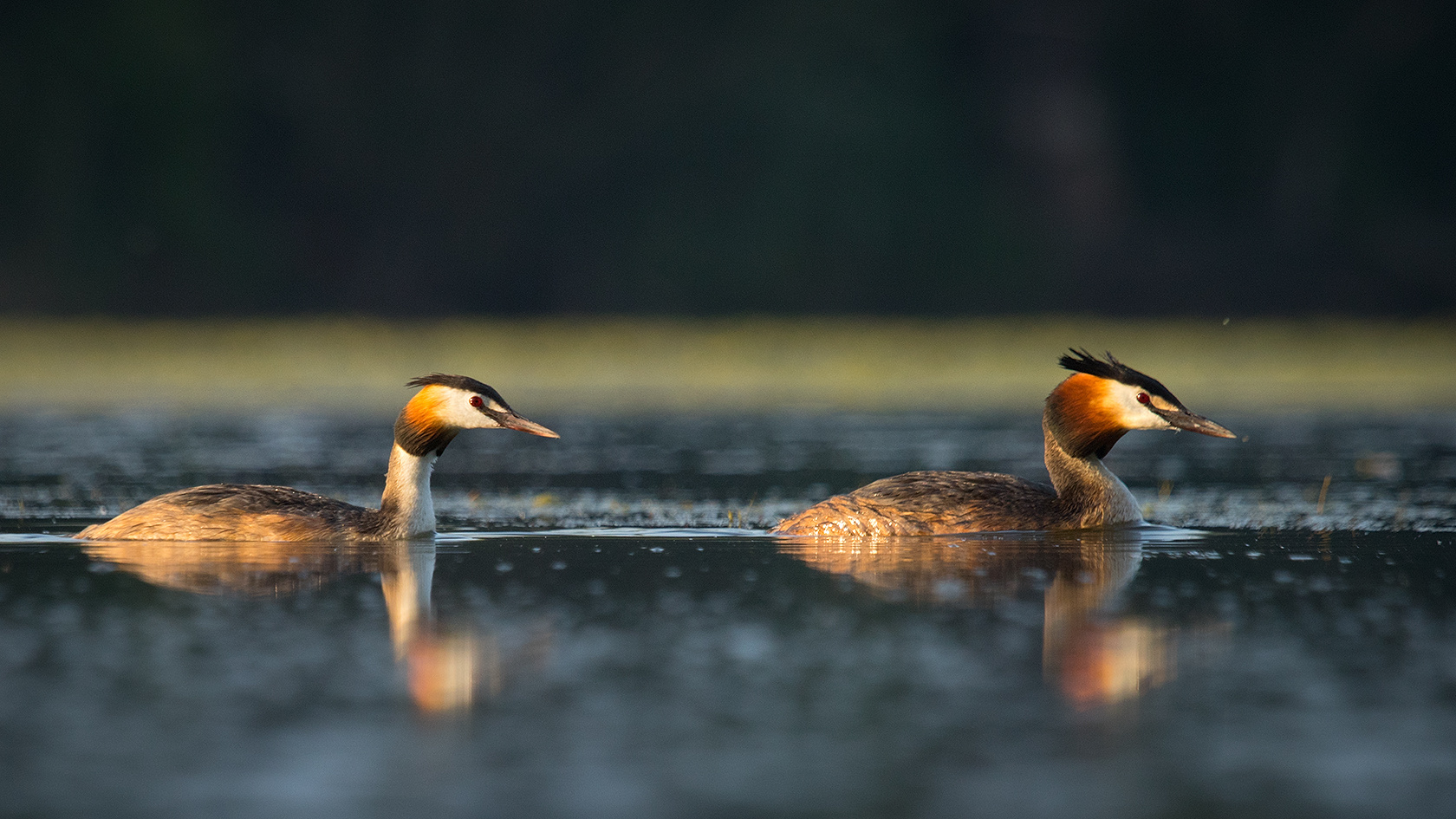 Great Crested Grebe 