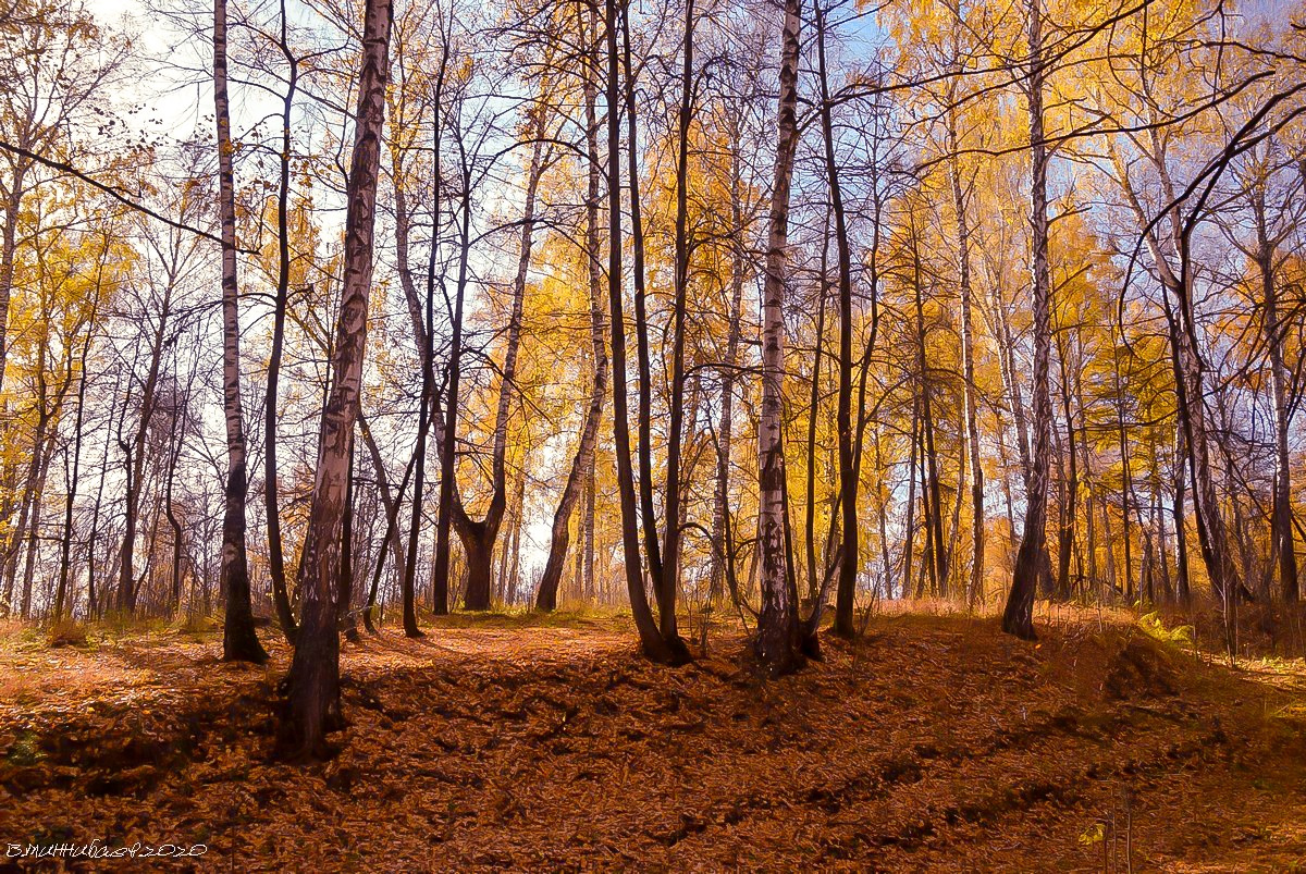 В осеннем лесу пейзаж природа осень лес