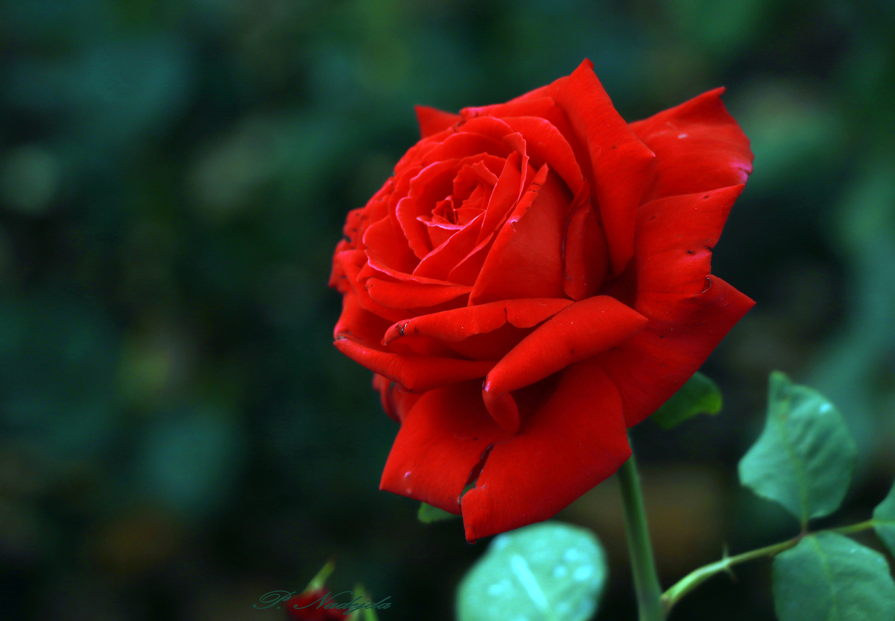 Красная роза.. 