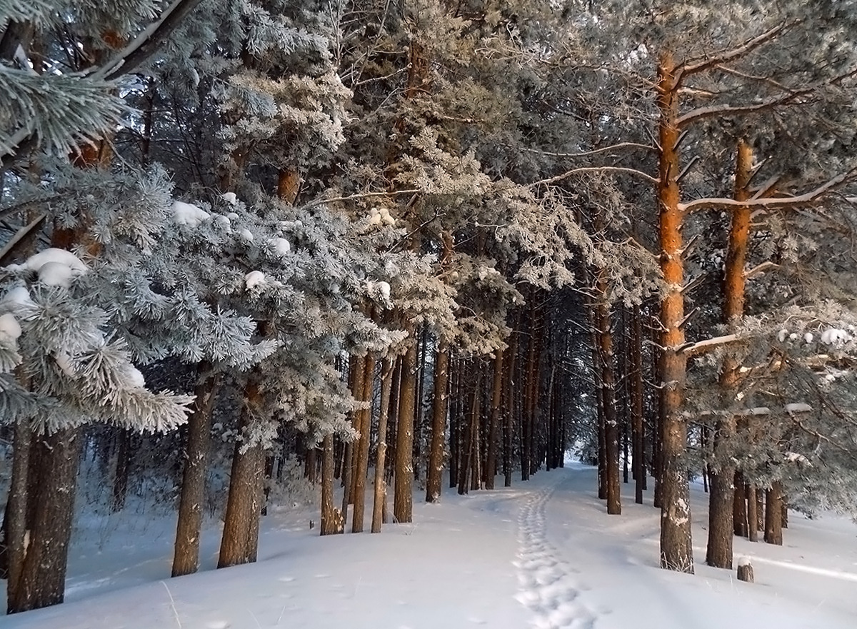 Зимний лес Сибирь зима пейзаж