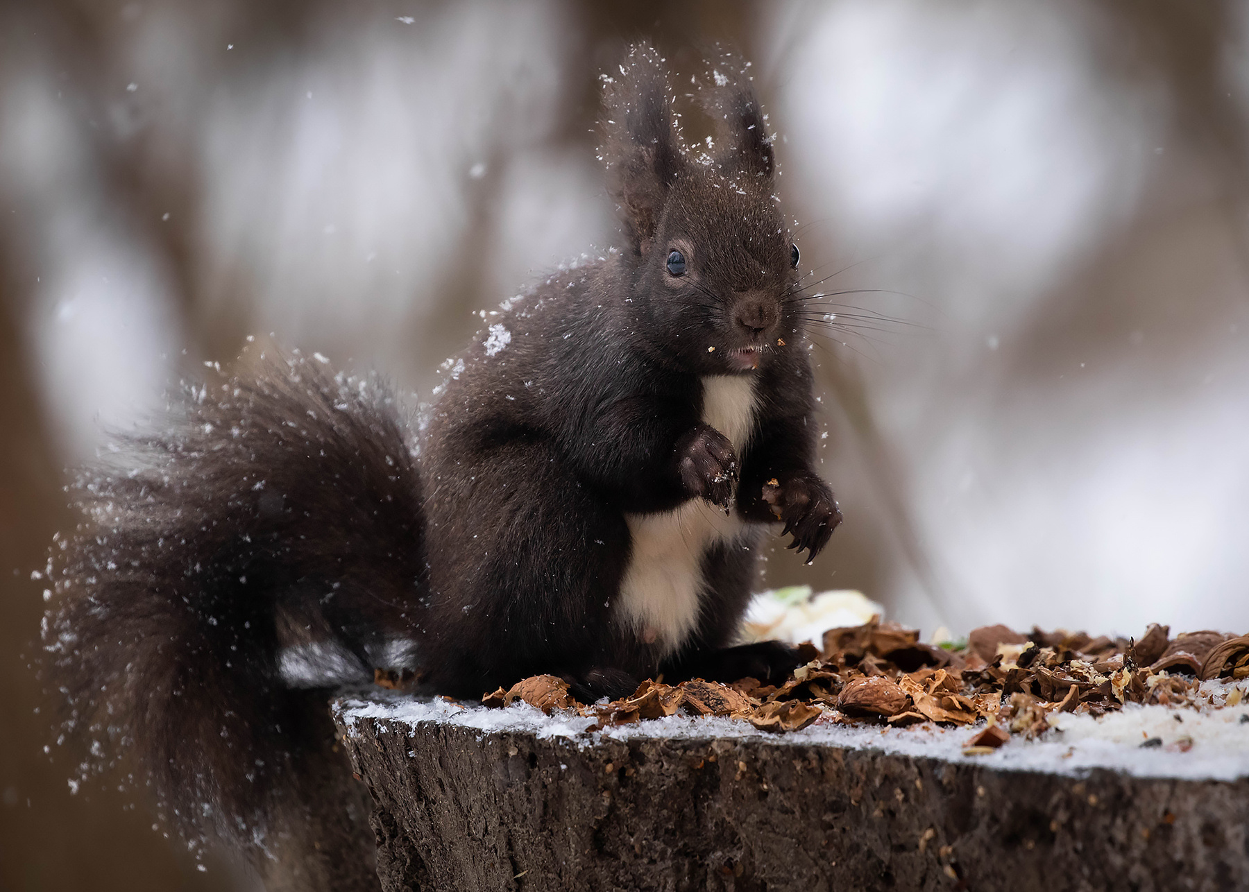 Squirrel in winter 