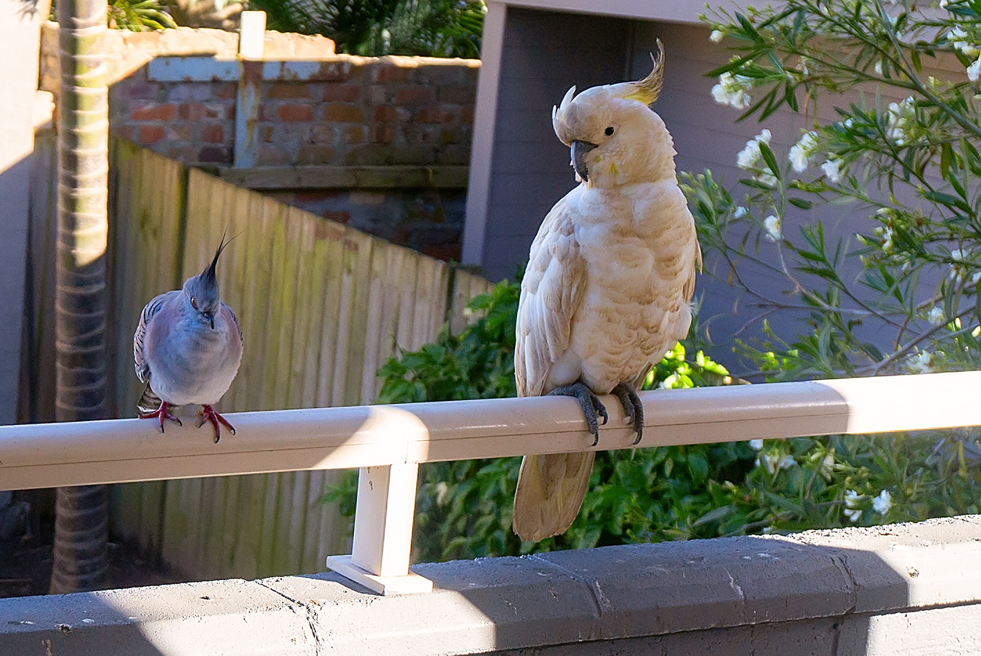 Фотоохота на своем балконе... Какаду Хохлатый бронзовокрылый голубь