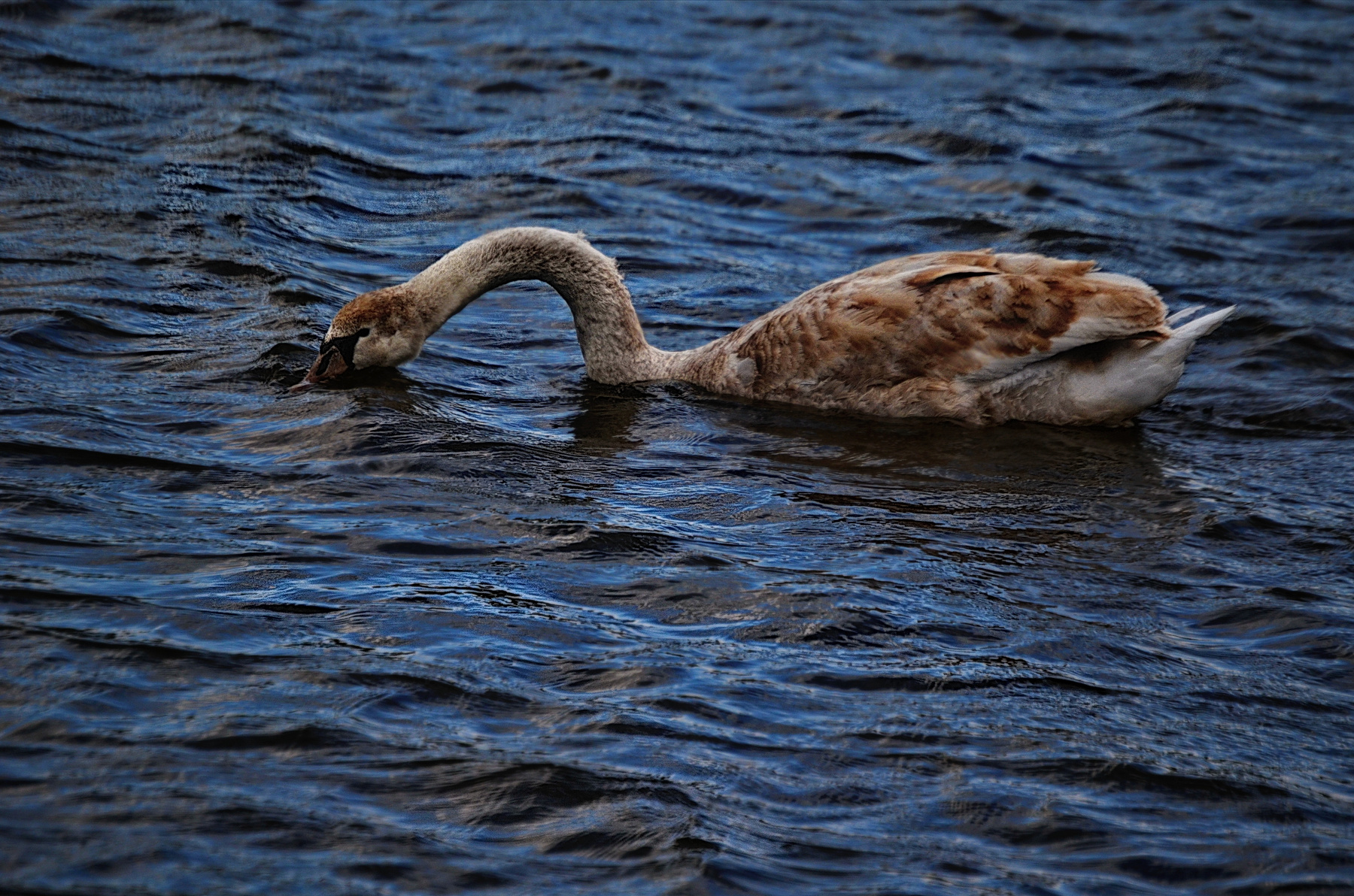 Лебёдка. Весна озеро лебедь птицы вода
