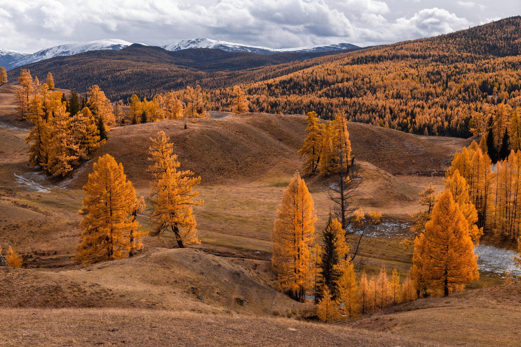 Алтайская осень Республика Алтай осень октябрь лиственницы