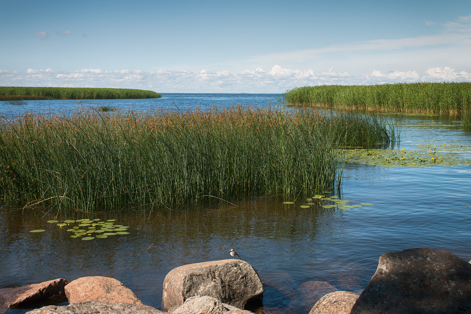 Июльский полдень Петергоф Финский залив лето июль