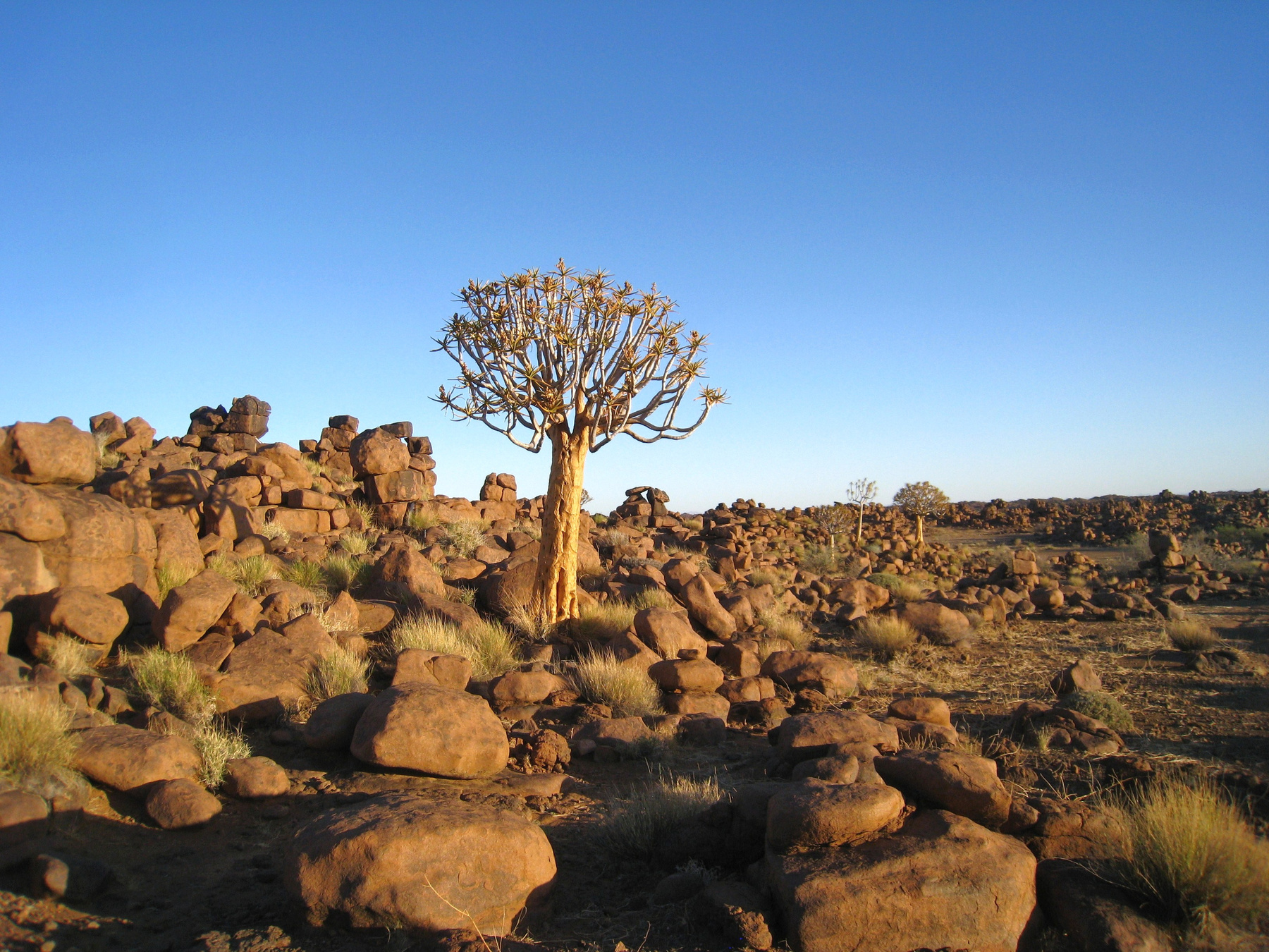 Кусочек Намибии. Намибия дерево пейзаж озеро природа скалы