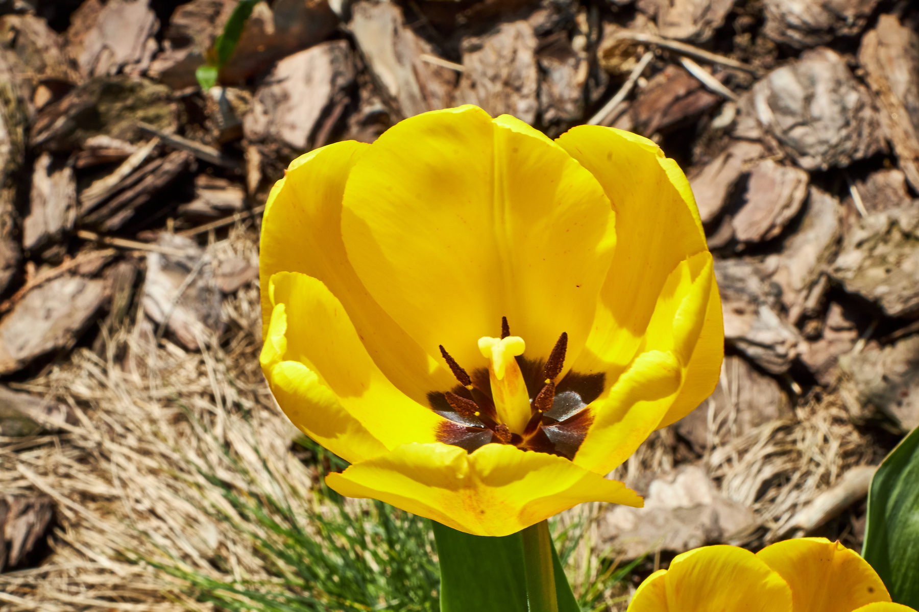 Жёлтый тюльпан тюльпаны цветы природа май весна