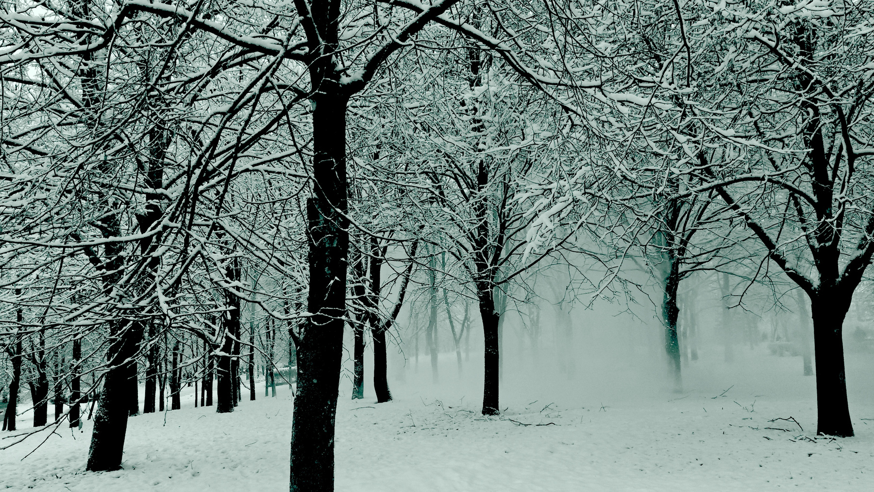 Лес в снегу лес снег зима