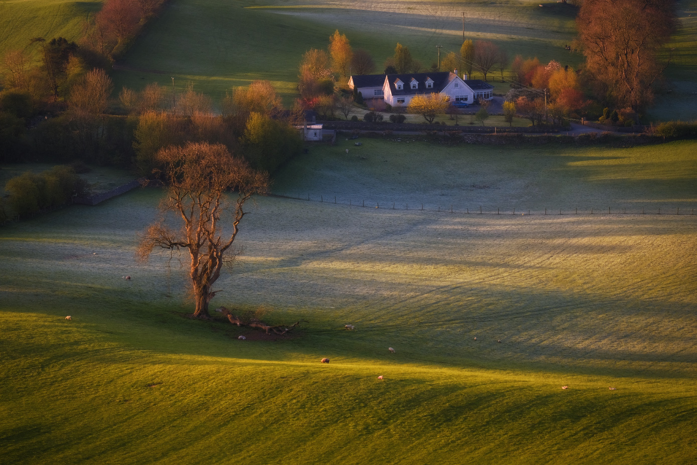...april rural scene... ireland nature outdoors landscape rural contryside from above morning dawn sunrise cold freeze frost meadows fields boundaries trees shades shadows cottage scenic scenery picturesque europe