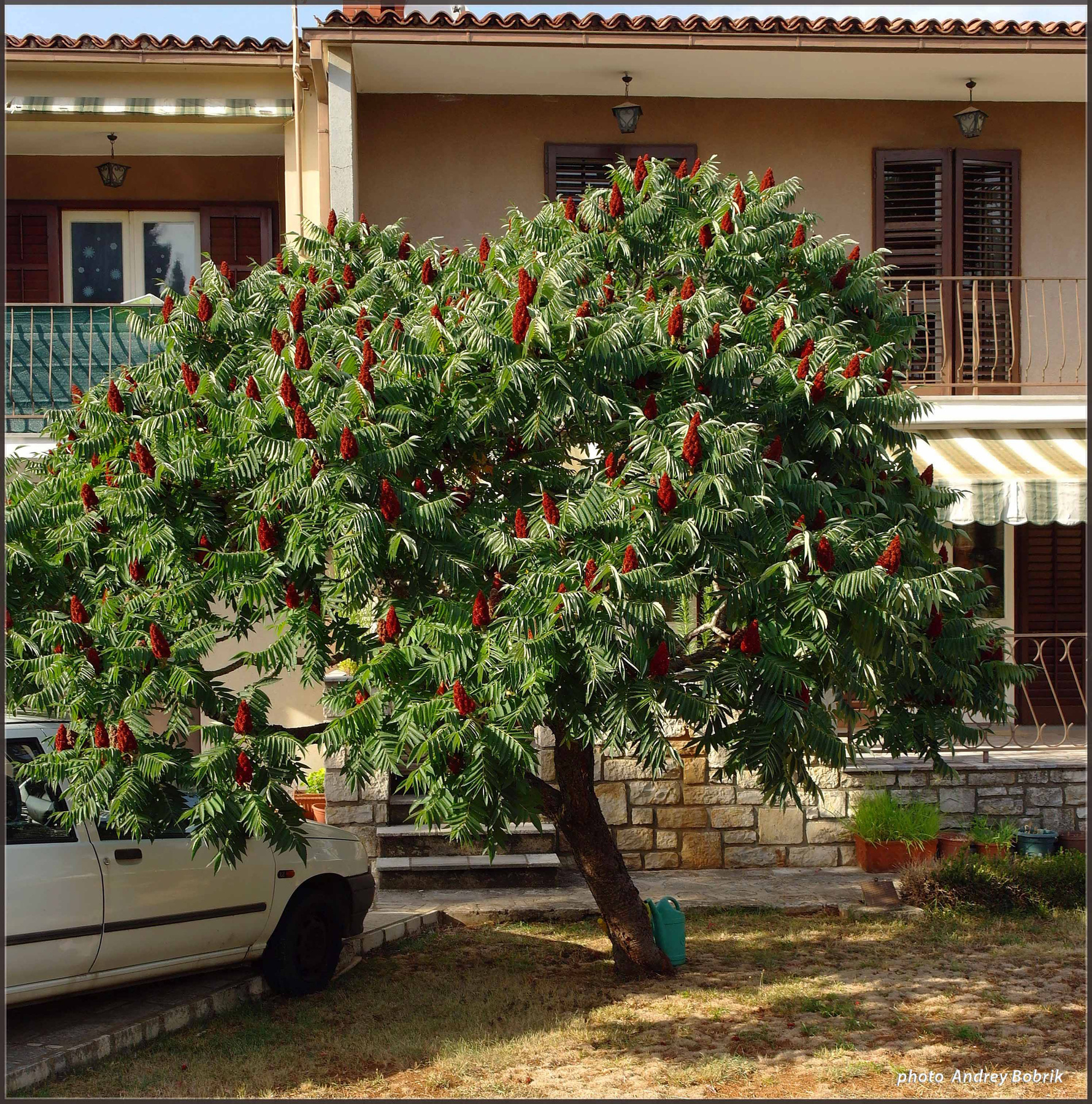 Уксусное дерево Хорватия Ровинь цветы дерево сумах оленероги