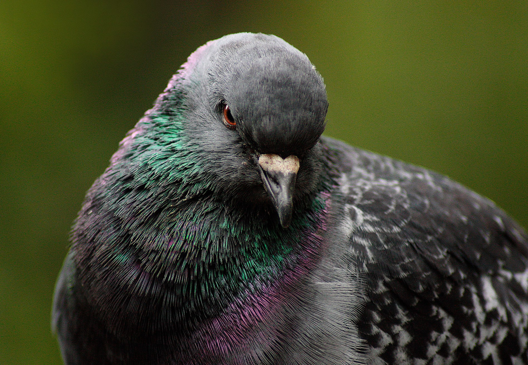 Angry pigeon голубь