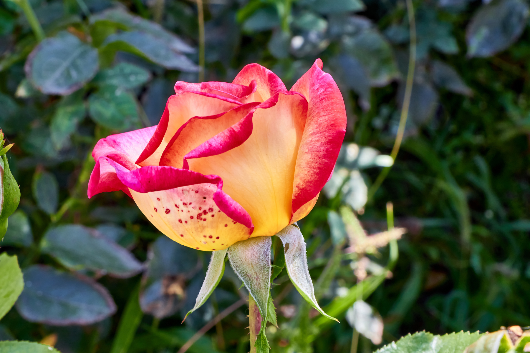 Красно-жёлтая роза роза цветок лето природа клумба