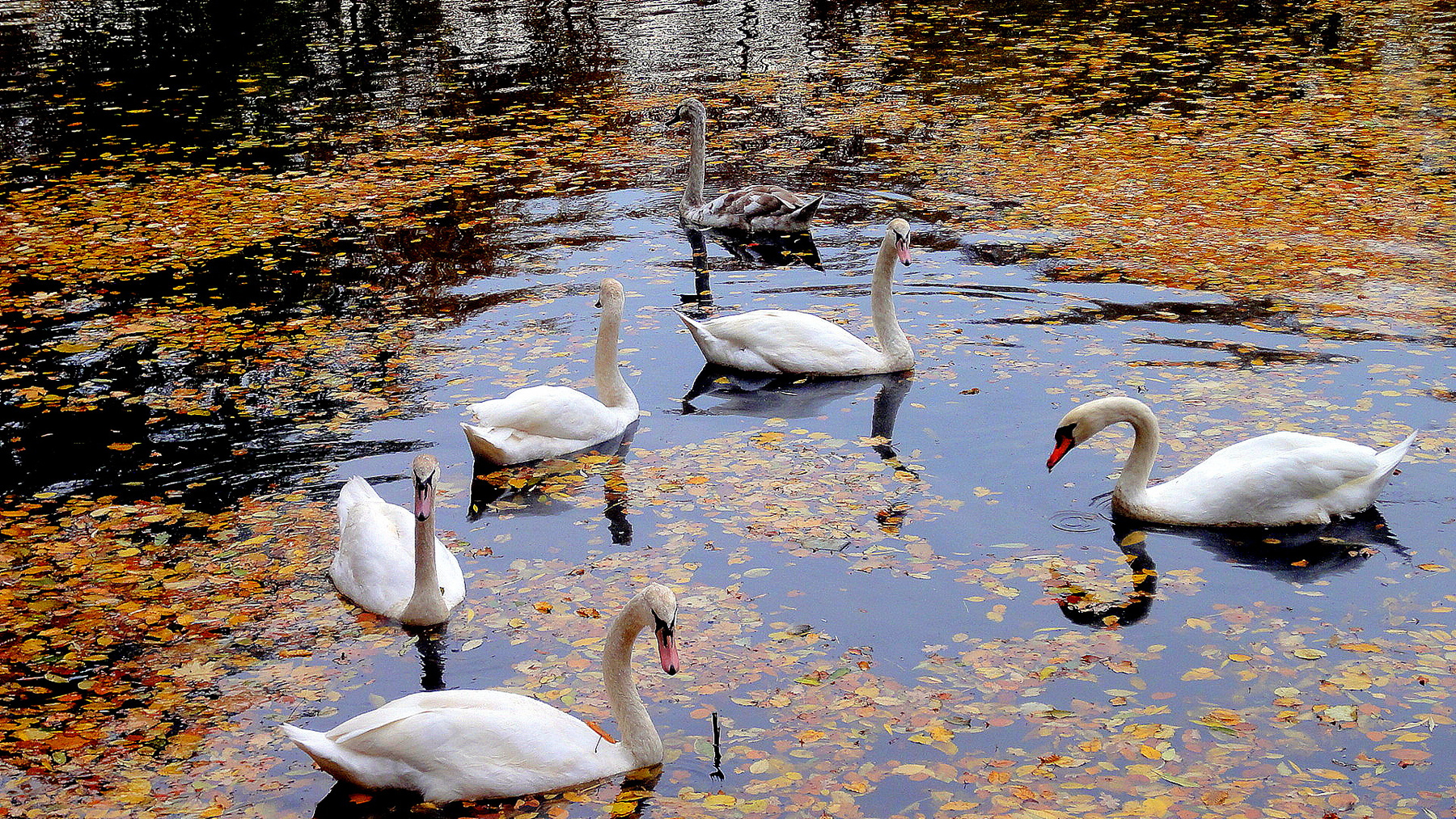 Swan lake парк горького. Лебединое озеро парк Горького. Лебяжье озеро Приморский парк. Парк Горького пруд с лебедями. Лебяжье лебеди.