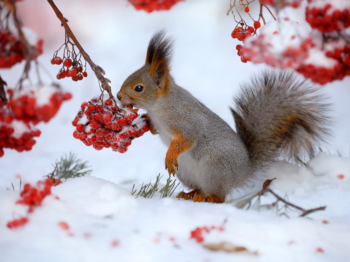 Гурман природа животные фотоохота белка зима лес рябина