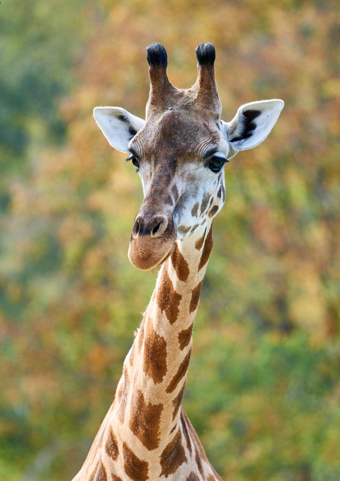 Жираф на пестром фоне жираф
