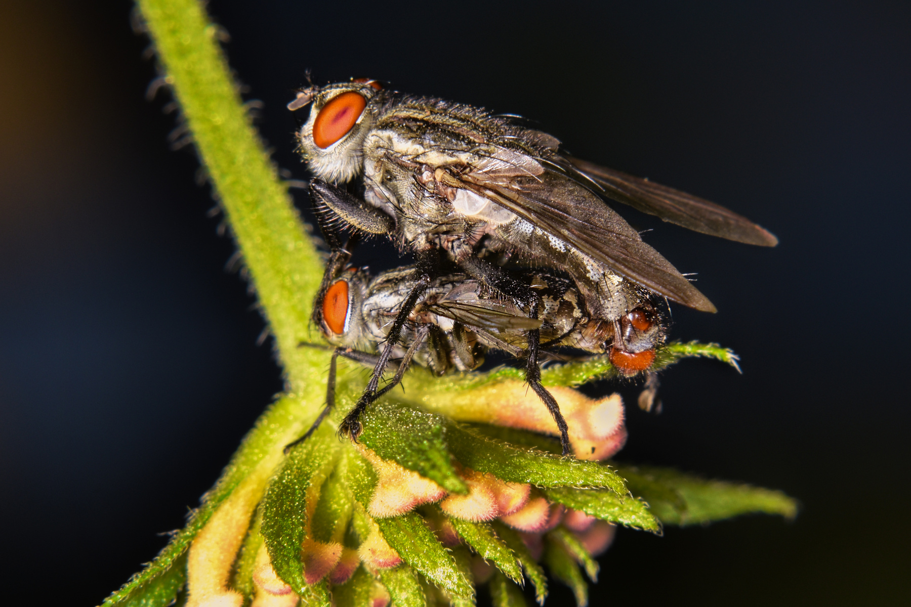 Немного о любви мухи размножение макро